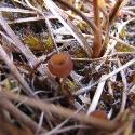 Brown fungi.